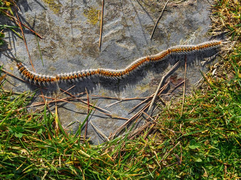 Charakteristischer Prozessionswanderung der Eichenprozessionsspinner